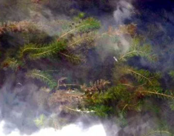 Eurasian Milfoil