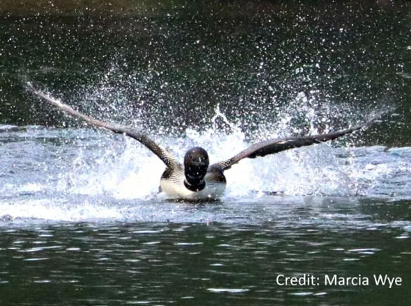 Duck in Water