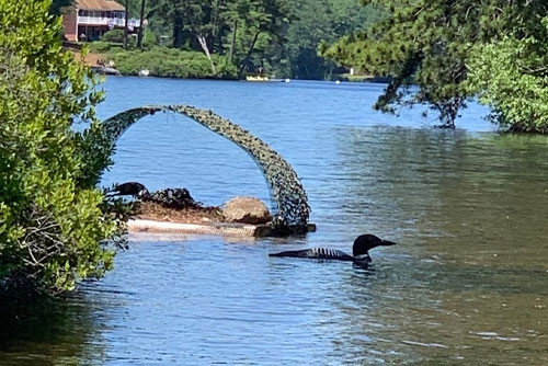 Loon on Balch Lake