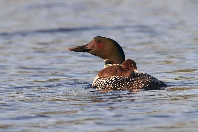 Loon on Lake Balch