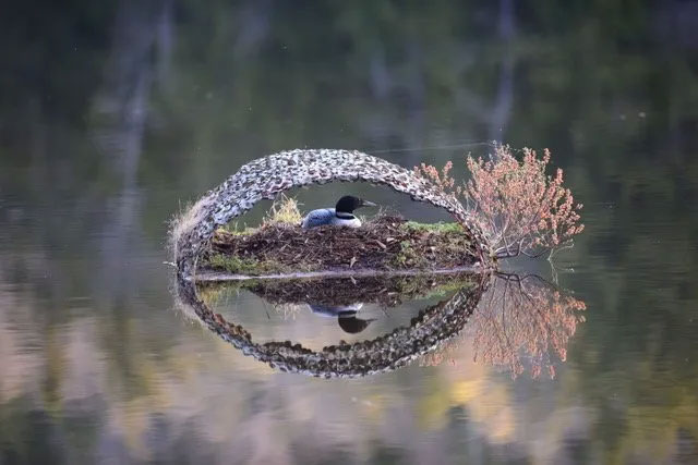 Loon on Lake Balch