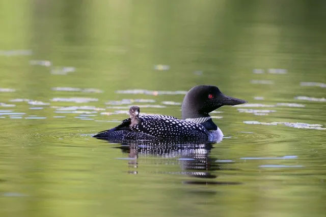 Loon on Lake Balch